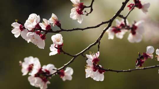 春天盛开的白色杏花