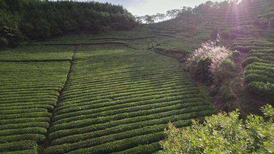 航拍山脉茶田/盆地/梯田/广告可用