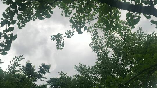 乌云密布吹风树叶下雨前兆视频素材模板下载