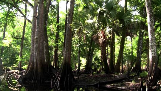 红树林沼泽景观视频素材模板下载