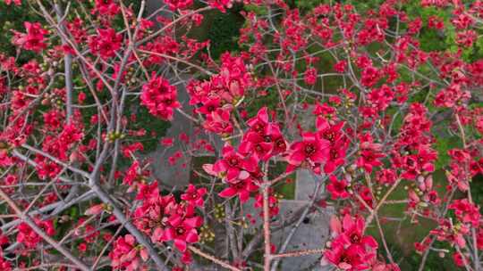 航拍木棉花特写