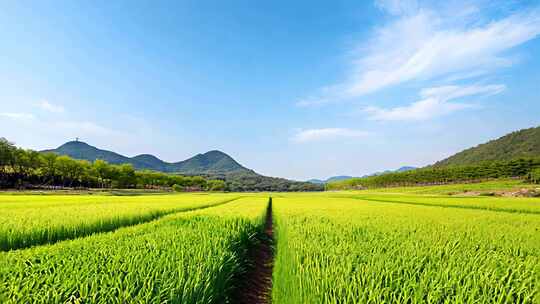 绿色田野天空田园风光稻田乡村自然风景