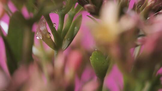 粉红色背景上的花朵专注于它的细节_