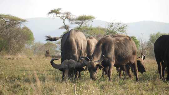 塞伦盖蒂草原上以干草为食的一群非洲水牛。