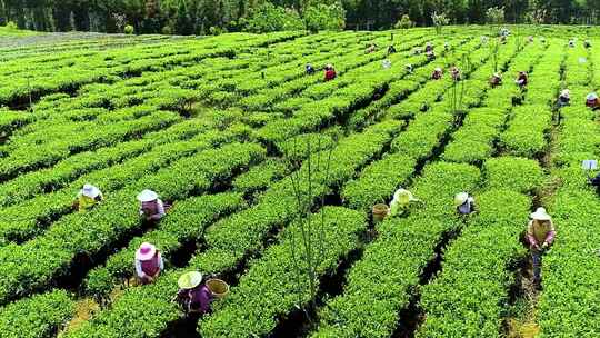 航拍春天茶农在茶园采茶实拍素材