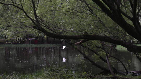 湖畔柳树