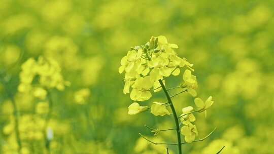 油菜花 春暖花开