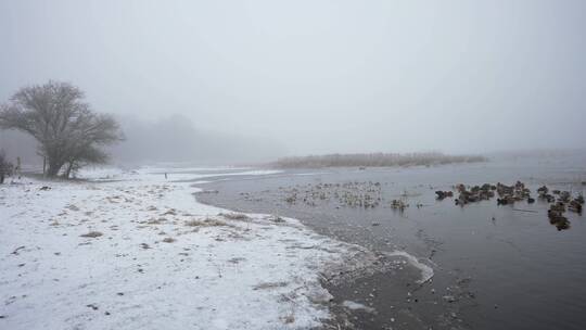 冬雪覆盖的天鹅游湖美景