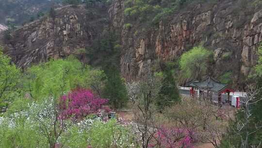 春雨滋润，泰山彩石溪桃花盛开