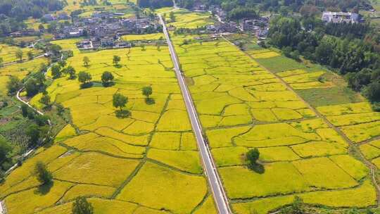 航拍乡村稻田与道路景观