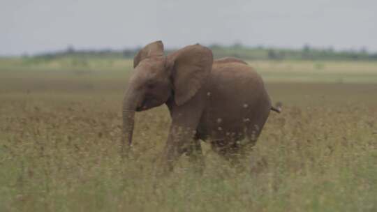 草原大象象群视频素材模板下载