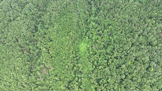 山林航拍森林山峰树林原始森林生态自然环境