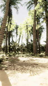 背景是棕榈树和海洋的沙地