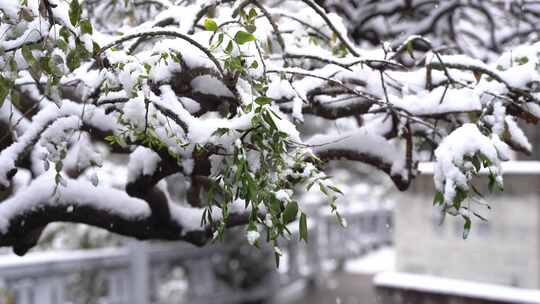 公园雪景