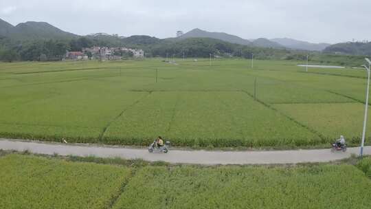 田园风光  稻田  航拍 田野乡村