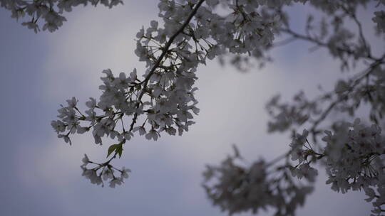 樱花花开春天