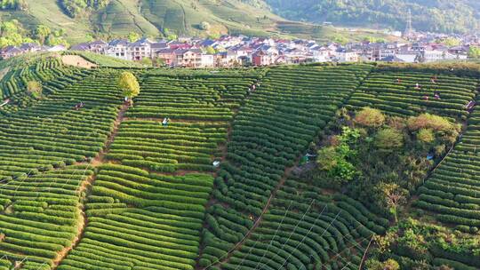 4k航拍杭州龙坞茶园-龙井茶产地