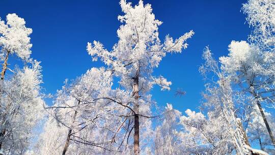 积雪覆盖的树林景观