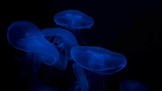 蓝色游动水母