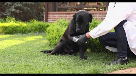 兽医在绿色草坪上包扎黑狗的爪子
