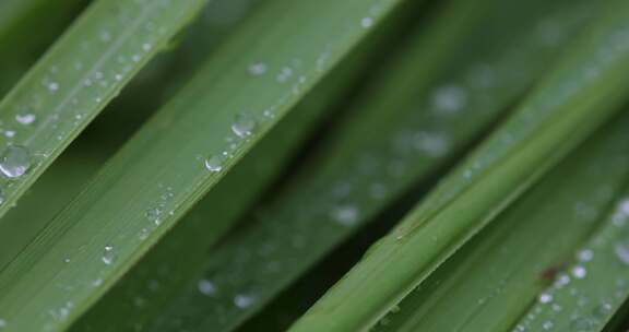 叶子上的露珠水珠雨珠特写