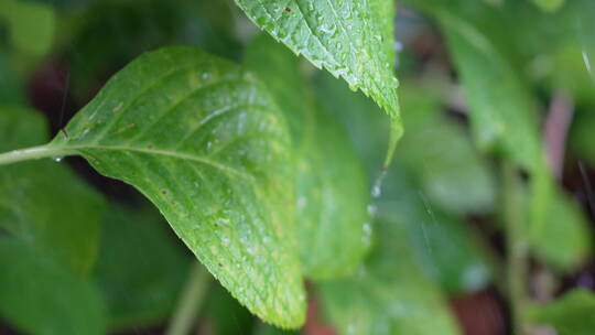 雨水冲刷的绿叶