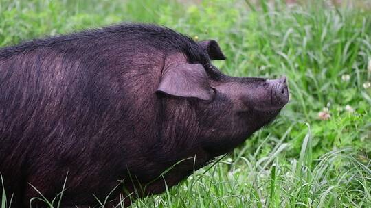 贵州赫章可乐黑猪在草在户外进食休息