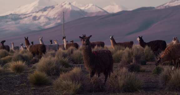 羊驼，咀嚼，牛群，Sajama