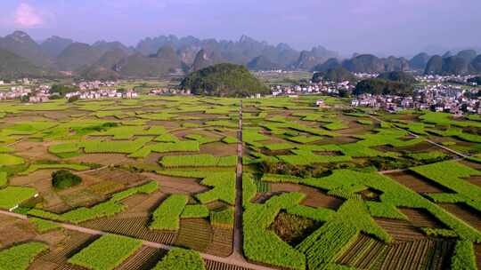 航拍广西黑皮甘蔗种植基地