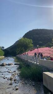 济南龙洞风景区，粉黛乱子草花海秋景迷人