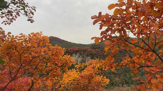 山东淄博博山柿岩古村，秋季满山红叶景观