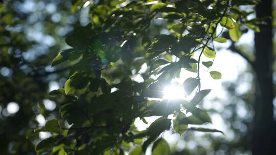 早晨的太阳光从树叶中透过