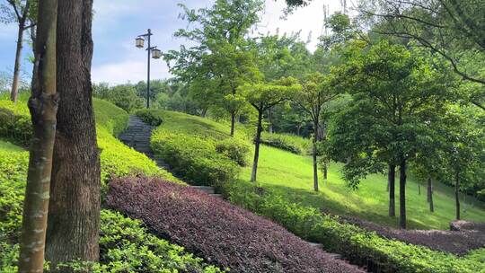 风景山坡台阶绿植环绕