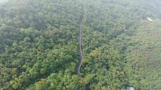 航拍茂密丛林中的蜿蜒道路泉州清源山5A景区