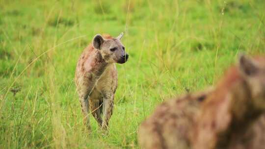 非洲肯尼亚马赛马拉国家保护区Safari