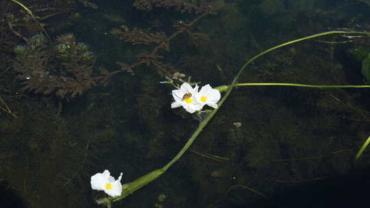 大理洱海丽江海菜花昆明滇池抚仙湖美景