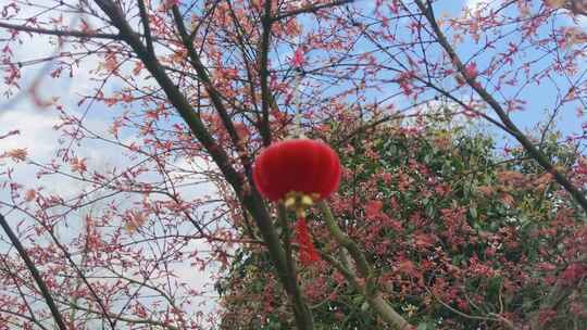 红色枫叶植物实拍