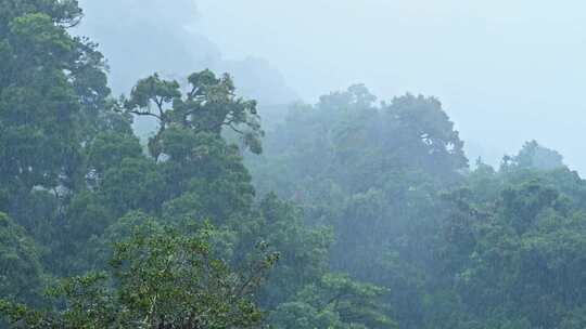 雨，雨滴，雨林，树木