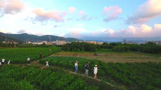 航拍闽江茉莉岛小女孩在茉莉花田玩耍乡村游