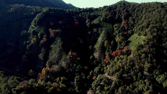 杭州龙井村