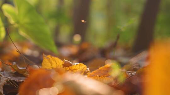 唯美秋天落叶，在落叶上行走脚步4k视频视频素材模板下载