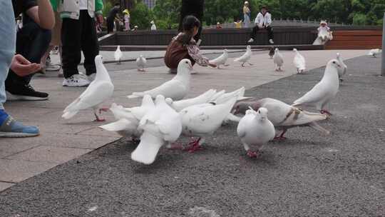 实拍广场上进食的鸽子