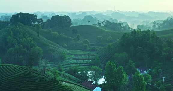 茶园茶山美丽乡村