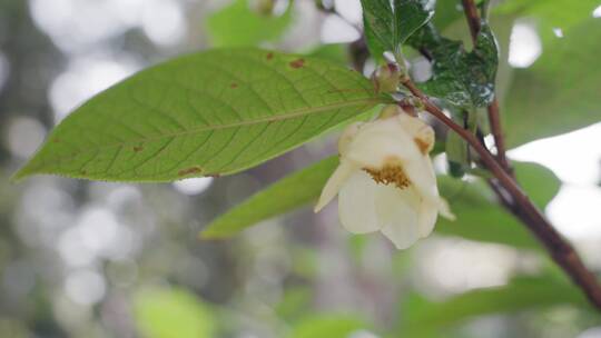 4K-凹脉金花茶实拍素材，