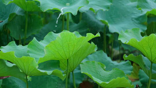 雨中的荷叶