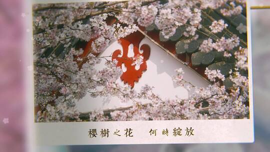 清新浪漫樱花节节日祝福AE模板