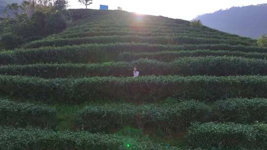 惠州惠东九龙峰南山茶园10