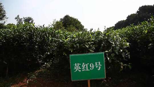 茶叶茶树宣传片素材