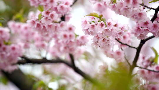 春天樱花盛开蜜蜂采蜜屋檐唯美春景