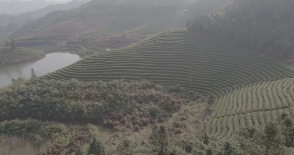 茶山 茶园 采茶